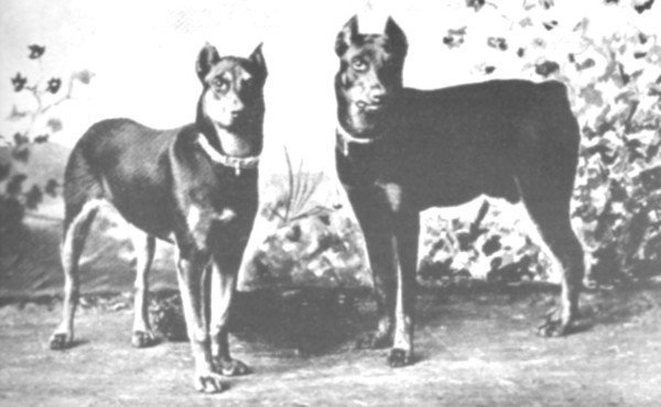 old dobermann
