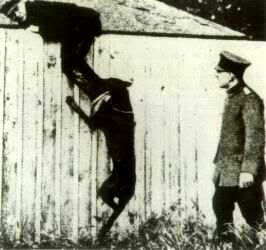 old dobermann