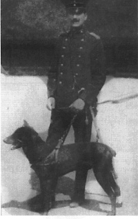 old dobermann